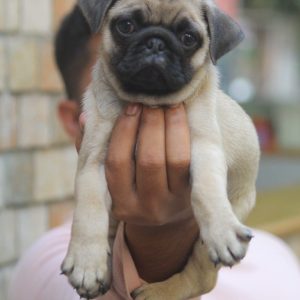 PUG