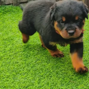 Rottweiler