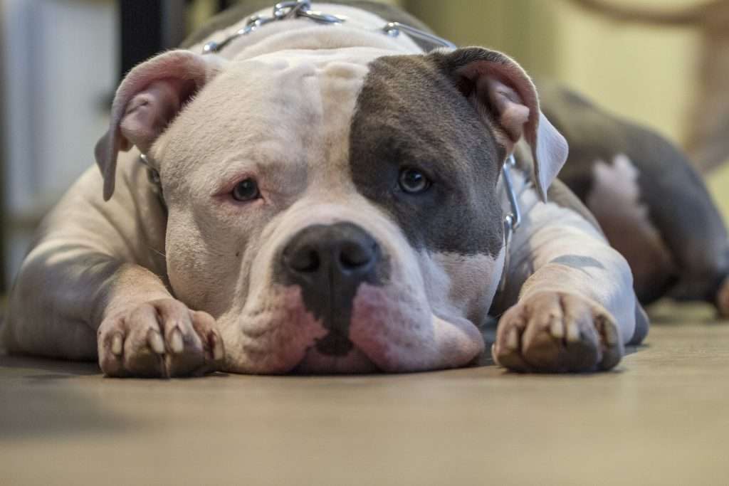 American bully white colour