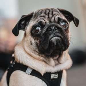 PUG