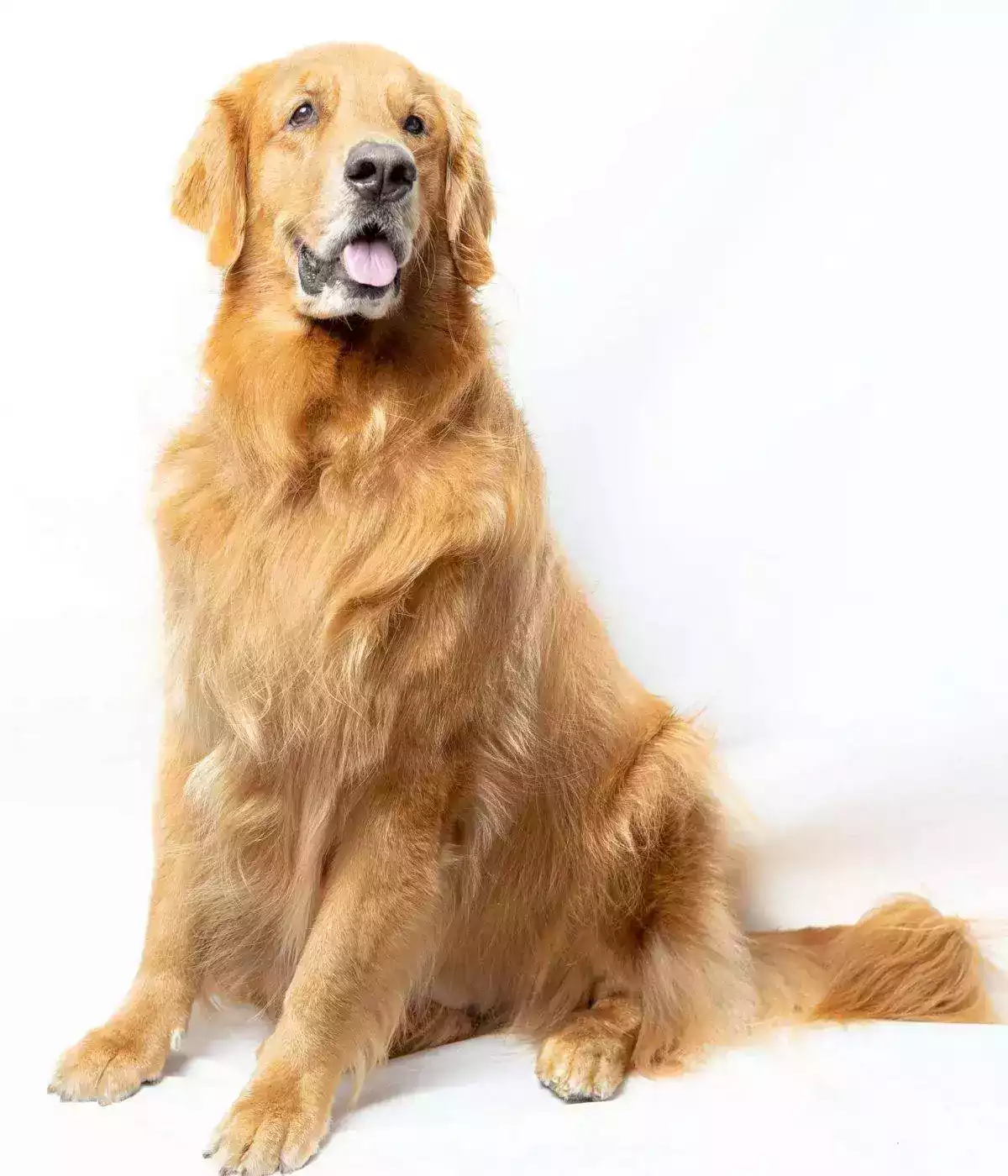 golden retriever white background