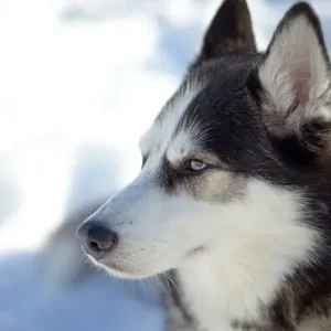 Siberian husky