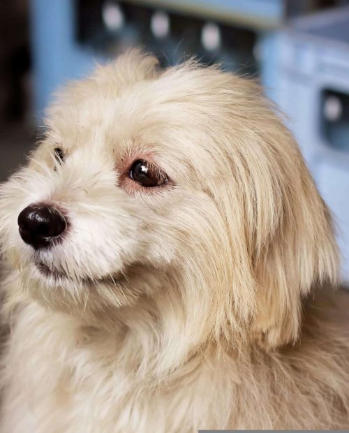 Professional Dog Breeders Dogs for Sale Buy Dog Online