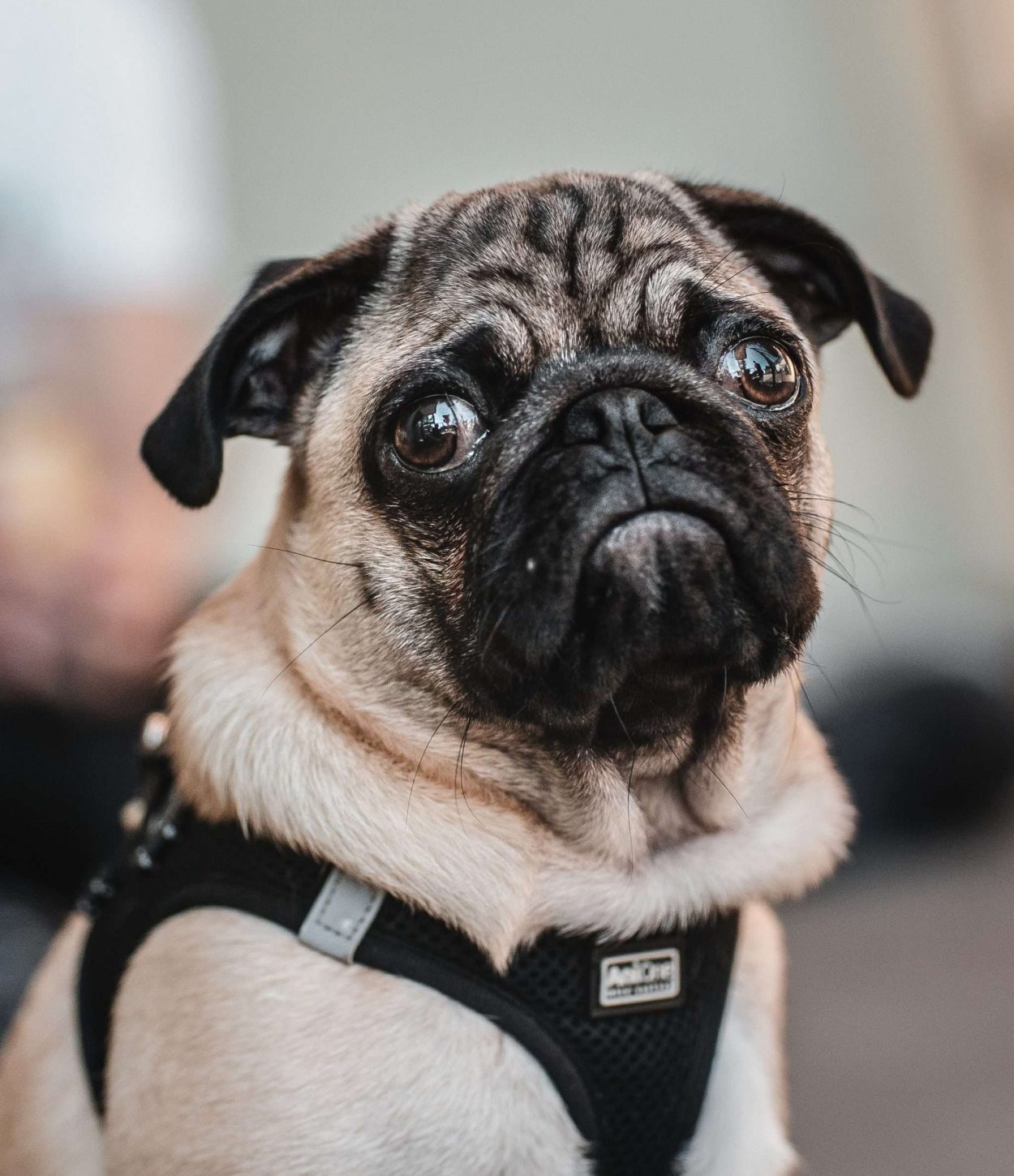 Professional Dog Breeders Dogs for Sale Buy Dog Online