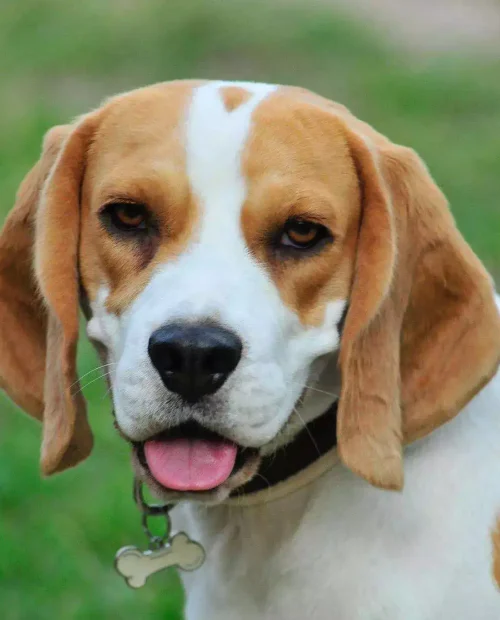 beagle brown and white